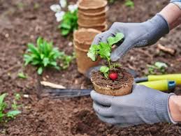 Как подкислить почву для комнатных растений